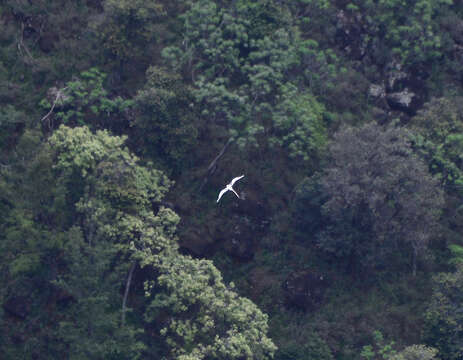 Image of White-tailed Tropicbird