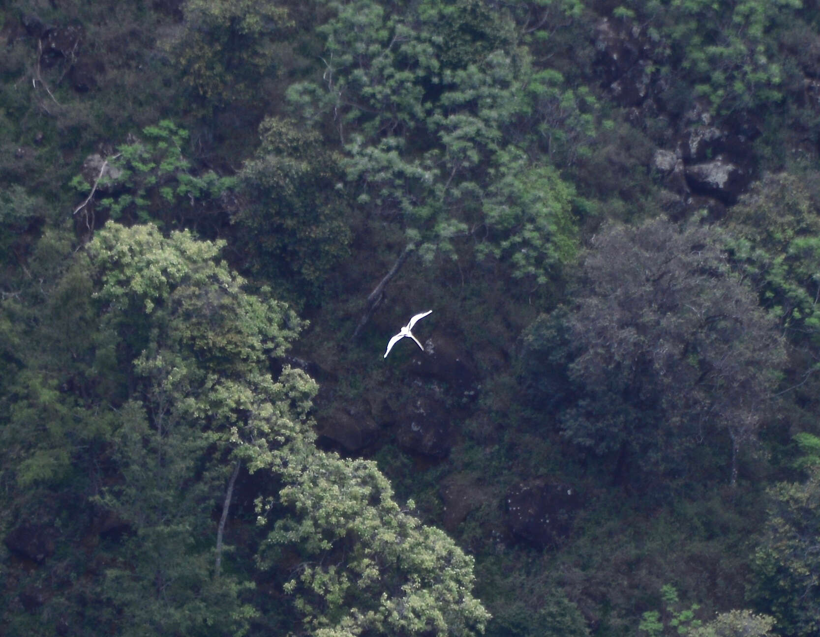 Image of White-tailed Tropicbird