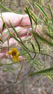 Image of Senna artemisioides subsp. zygophylla