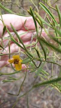 Plancia ëd Senna artemisioides subsp. zygophylla