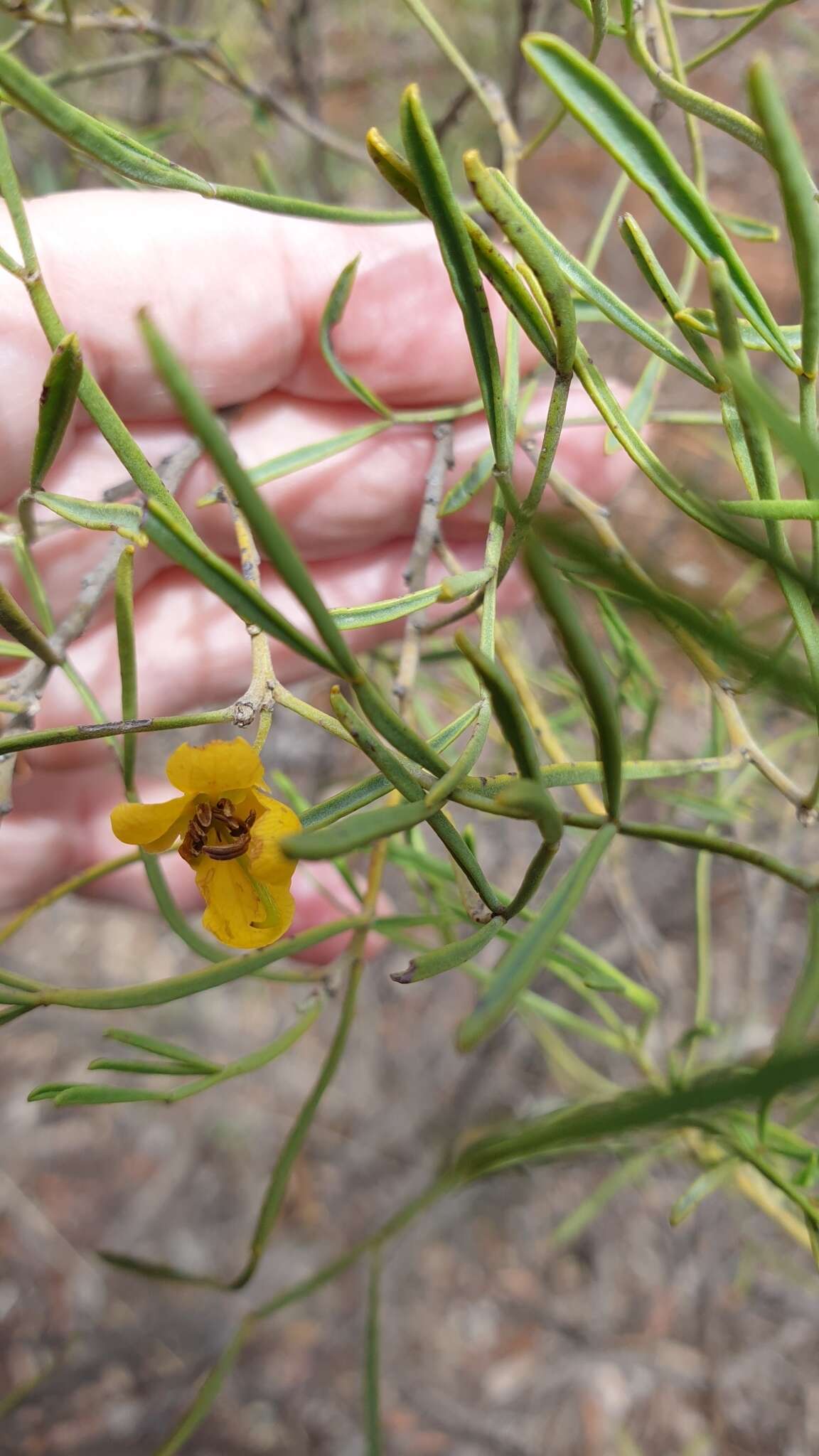 Image of Senna artemisioides subsp. zygophylla