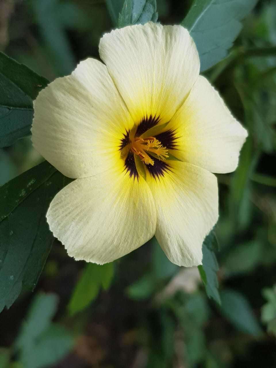 Image of Politician's Flower