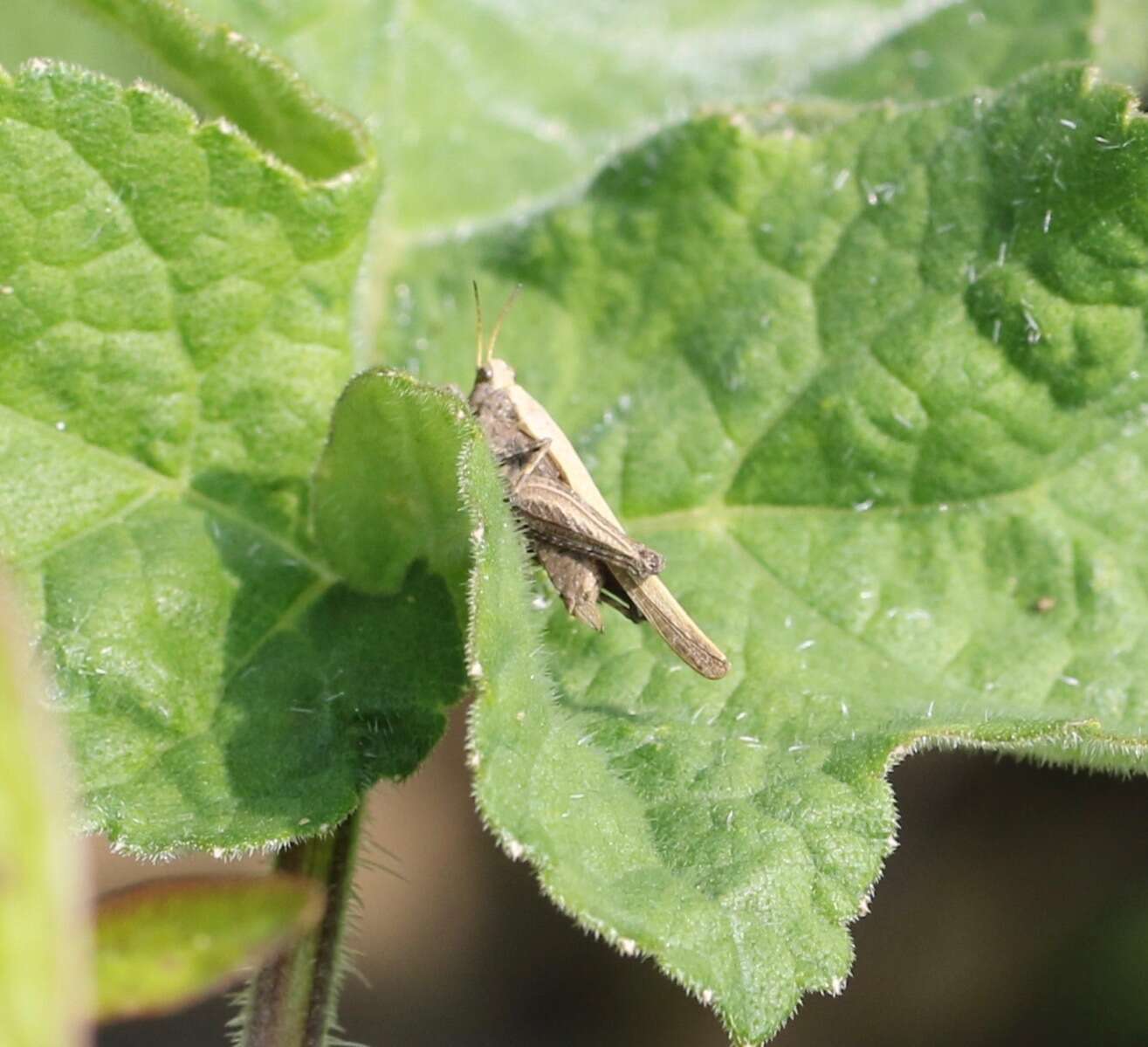 Image of Awl-shaped Pygmy Grasshopper