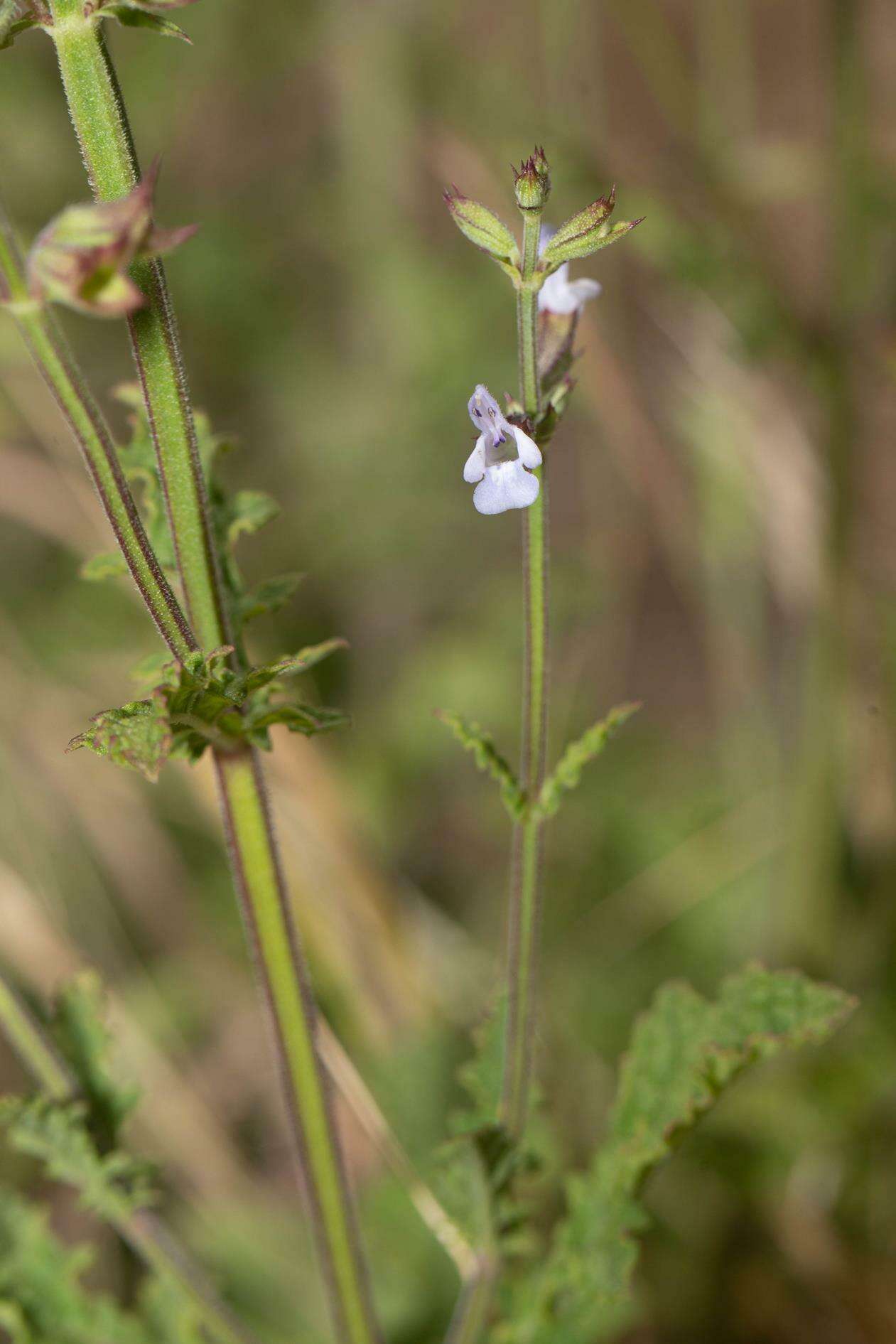 Image of Salvia runcinata L. fil.