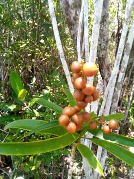 Image of Dracaena reflexa var. condensata H. Perrier