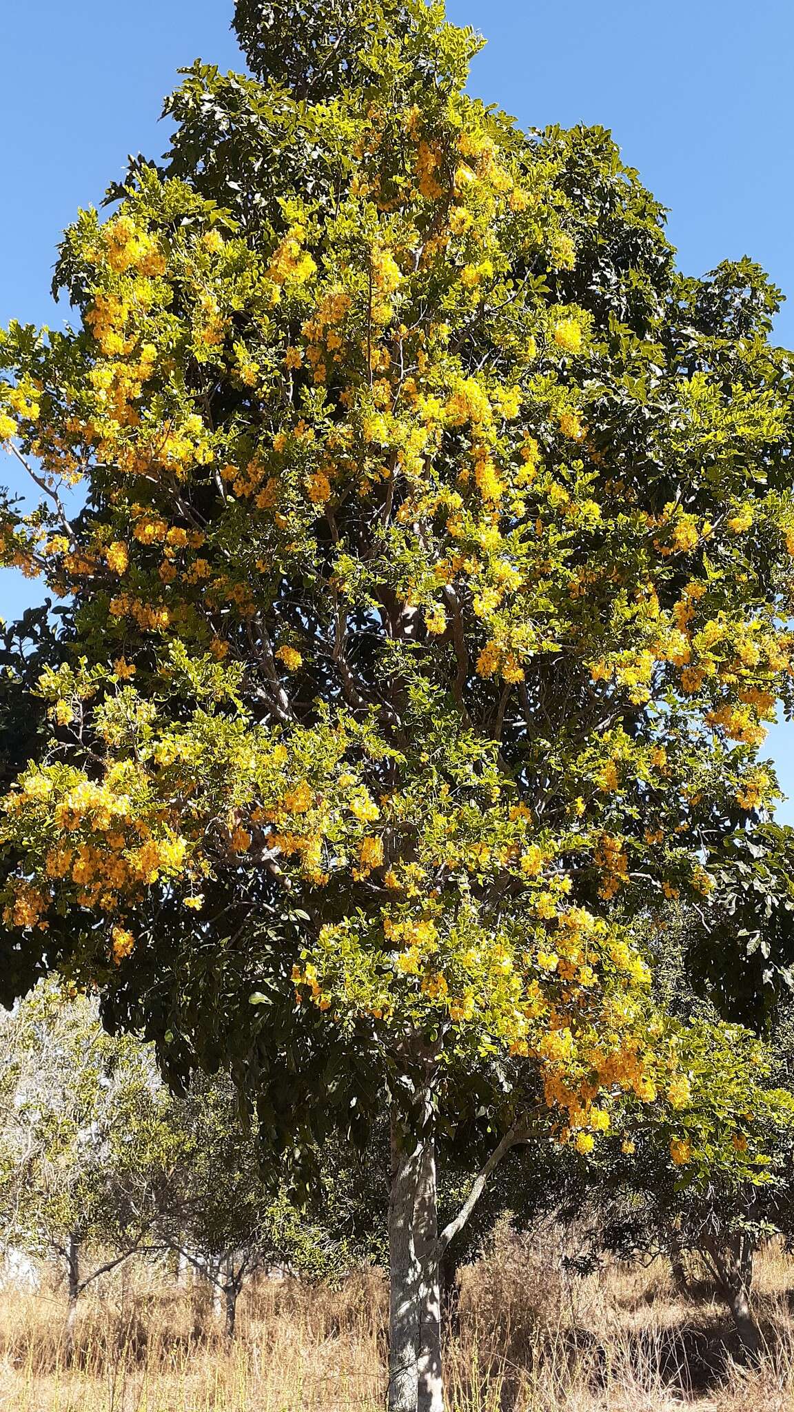 Image of Cassia tomentella (Benth.) Domin