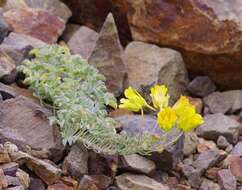 Image of Tropaeolum polyphyllum Cav.