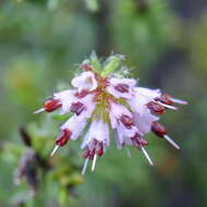 Image of Honey blaeria