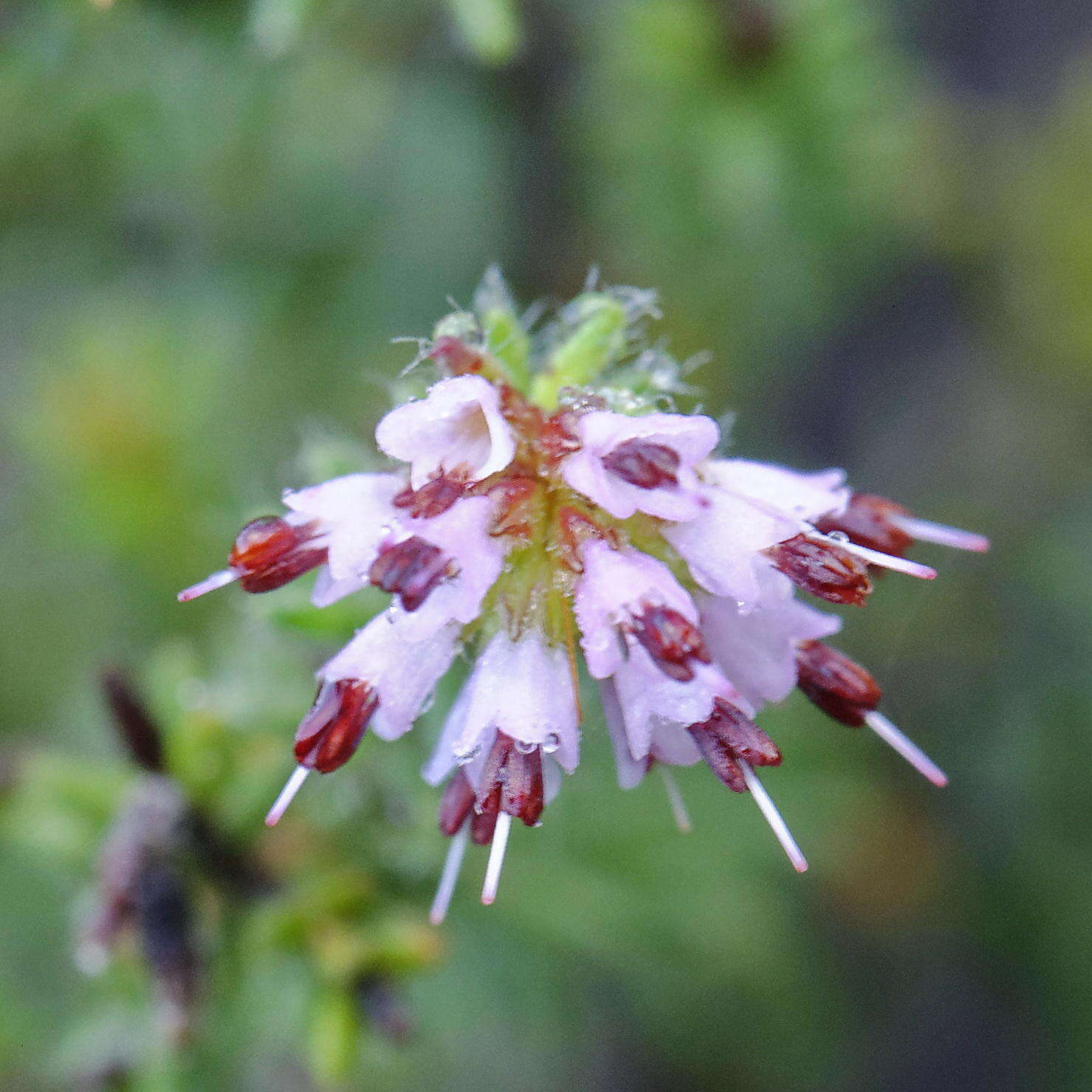 Image of Honey blaeria