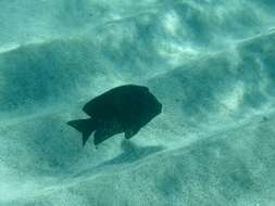 Image of Bumphead damselfish