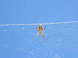 Image of Araneus annulipes (Lucas 1838)