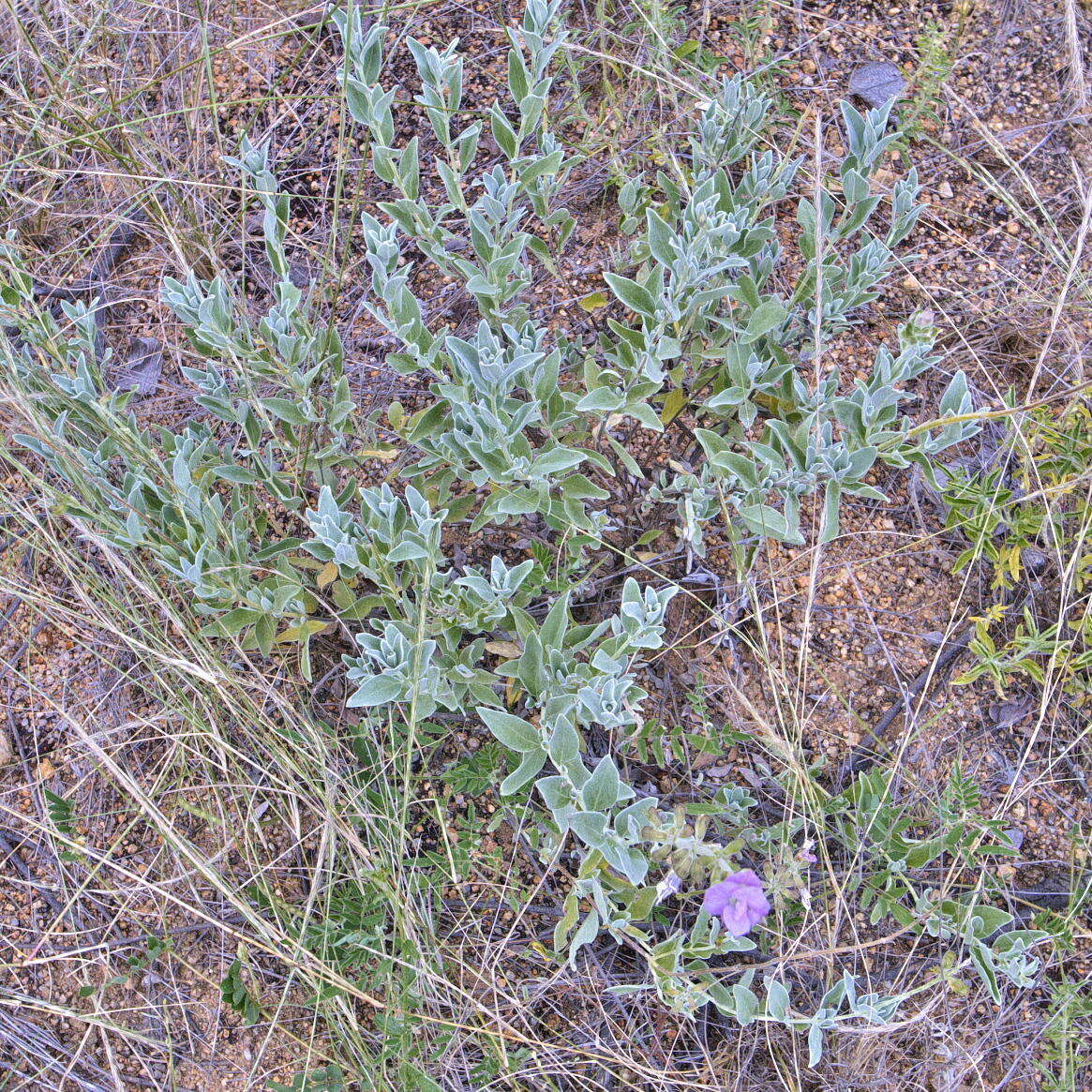 Image of Syncolostemon elliottii (Baker) D. F. Otieno