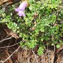 Eremophila enata Chinnock resmi