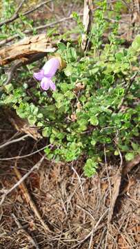 Слика од Eremophila enata Chinnock