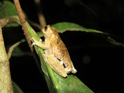 Image of Dendropsophus kamagarini Rivadeneira, Venegas & Ron 2018