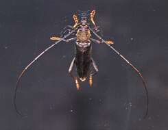 Image of Juiaparus batus (Linné 1758)
