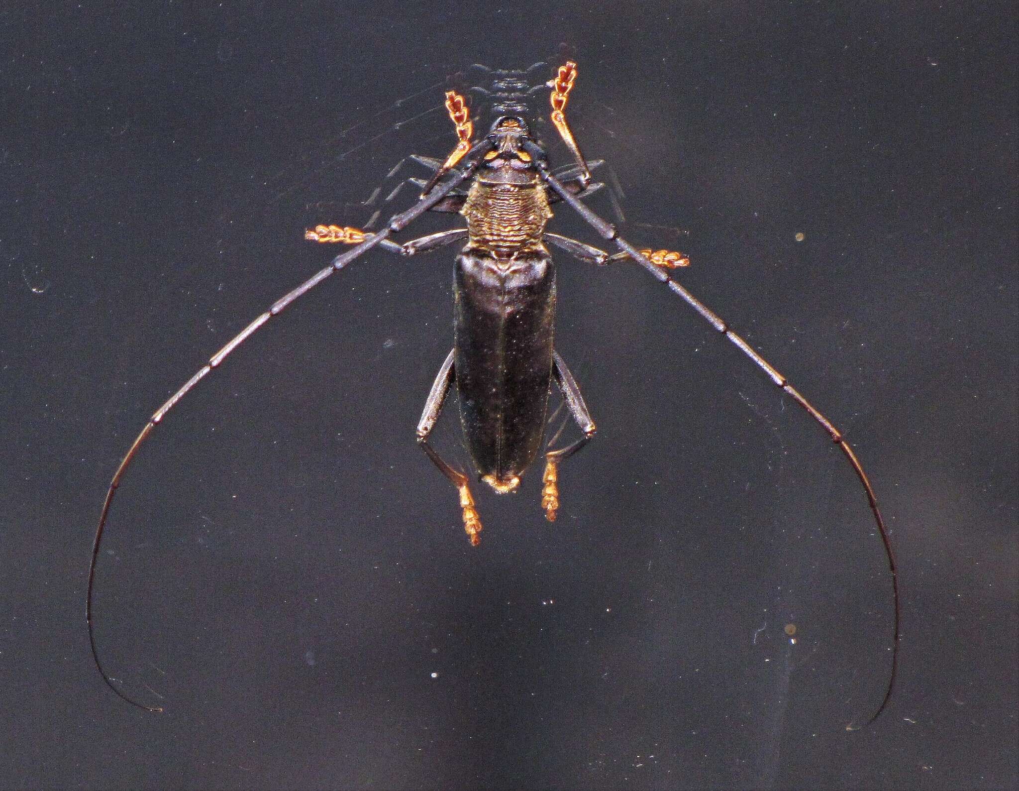 Image of Juiaparus batus (Linné 1758)