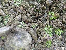 Image of Violet crystalwort