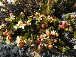 Image of sprawling wirevine