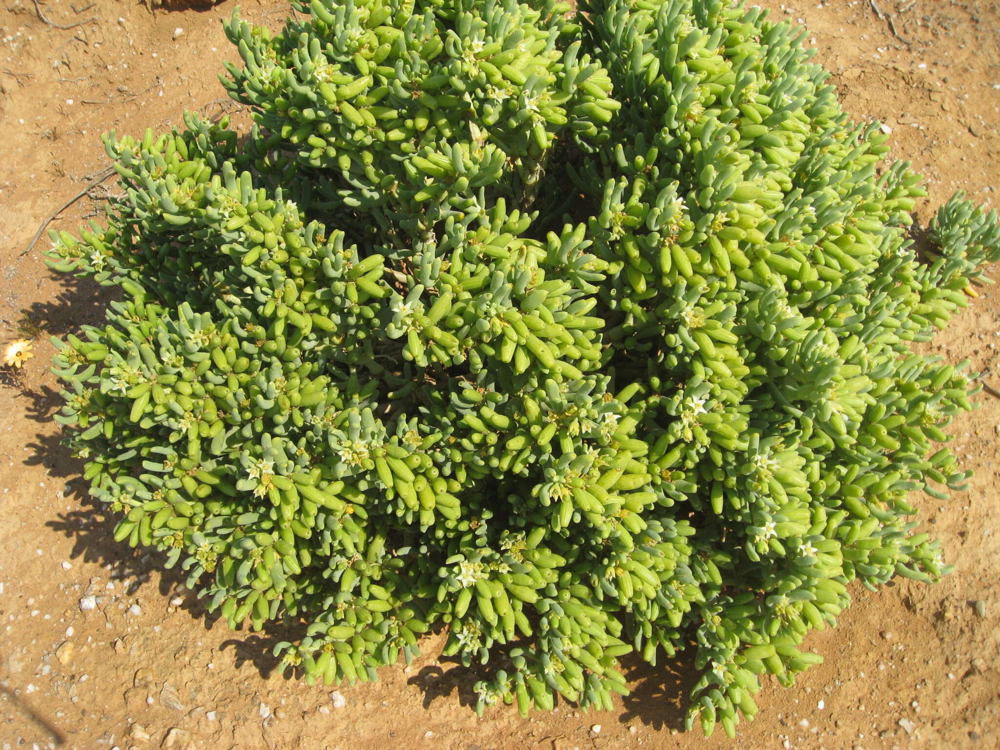 صورة Augea capensis Thunb.