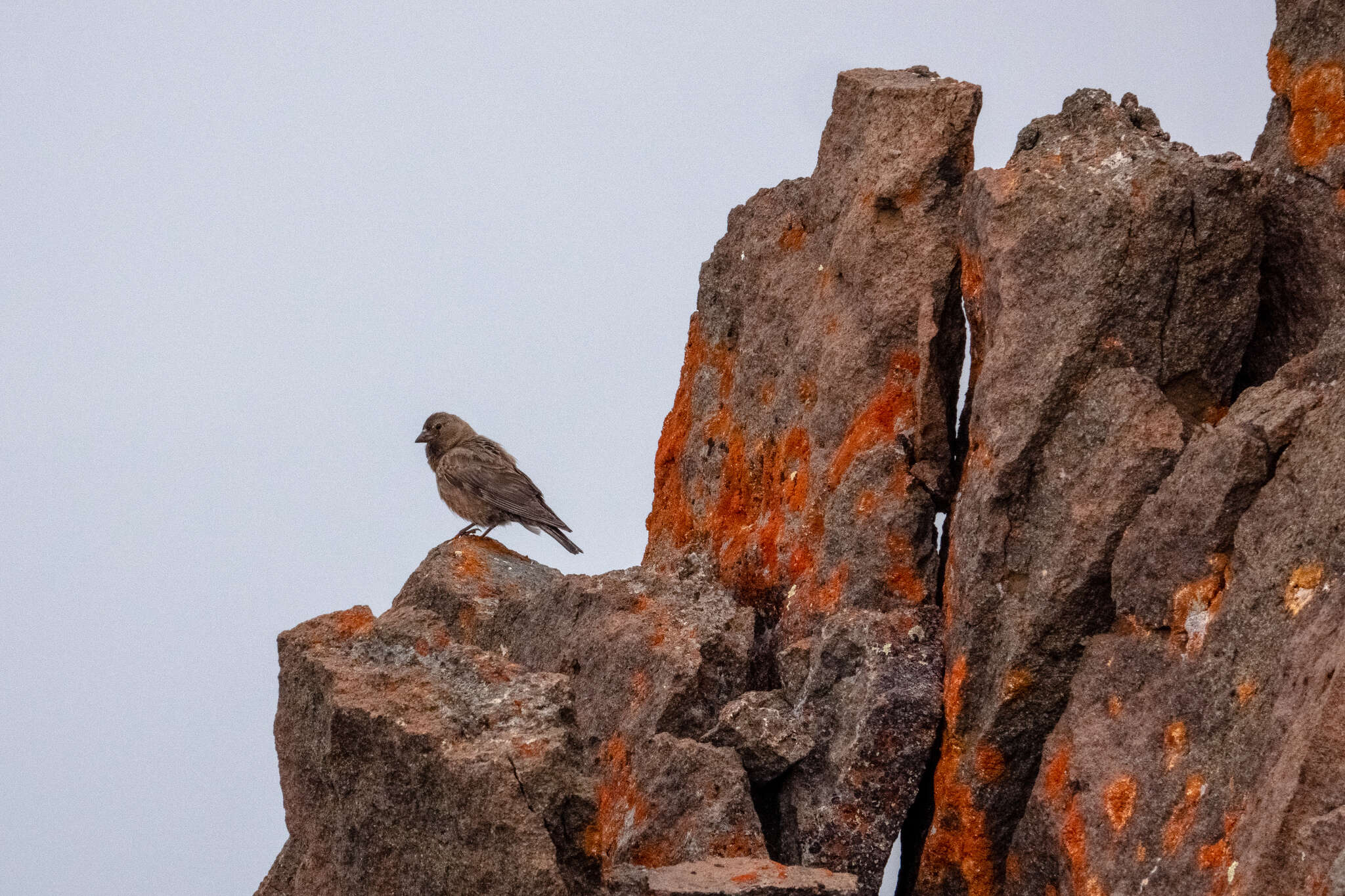 Слика од Leucosticte australis Ridgway 1874