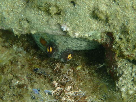 Octopus sinensis d'Orbigny 1834 resmi