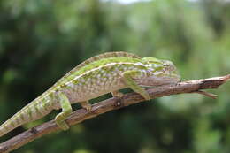 Sivun Furcifer lateralis (Gray 1831) kuva