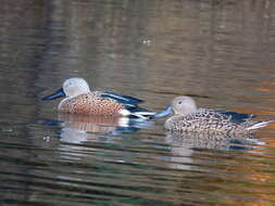 Image of Red Shoveler