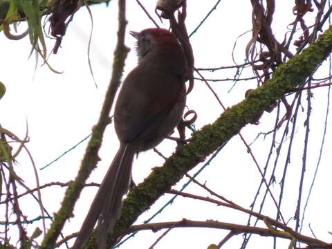 Image of Silvery-throated Spinetail