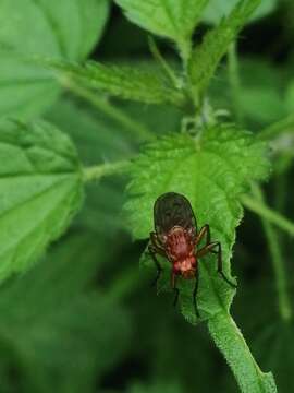 Image de Dryomyza anilis Fallen 1820