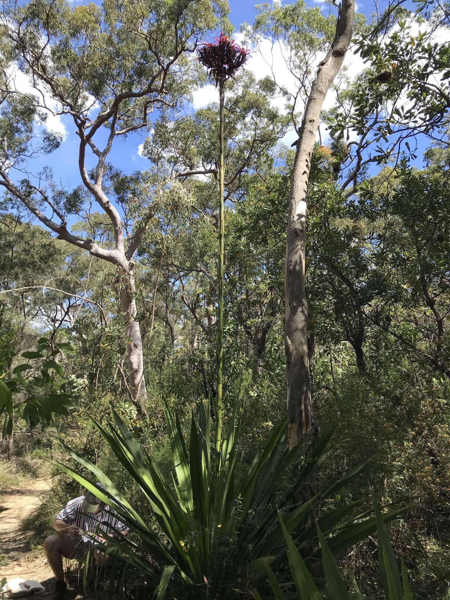 Doryanthes excelsa Corrêa resmi