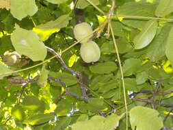 Image of Common walnut