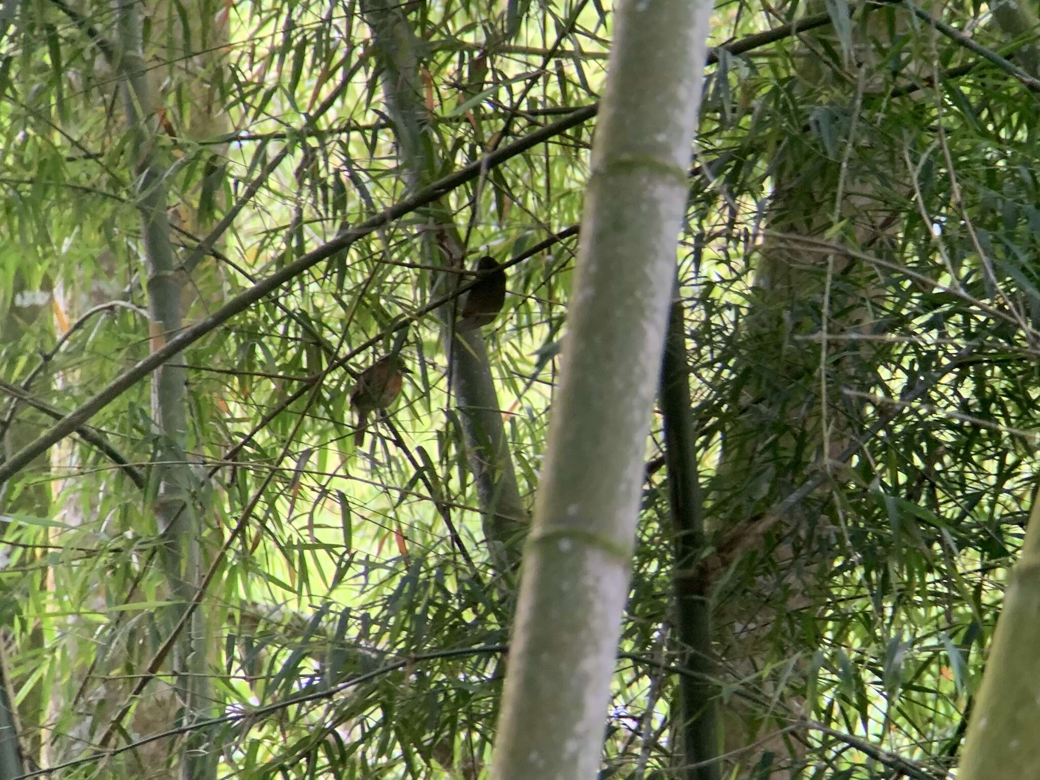 Image of Moustached Puffbird