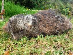 Image of stump-tailed porcupine