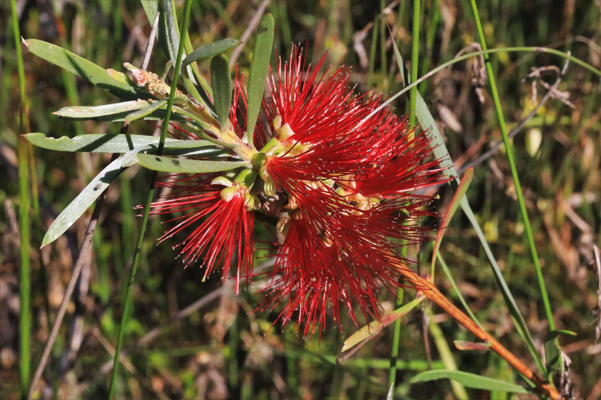 Sivun Callistemon pachyphyllus Cheel kuva