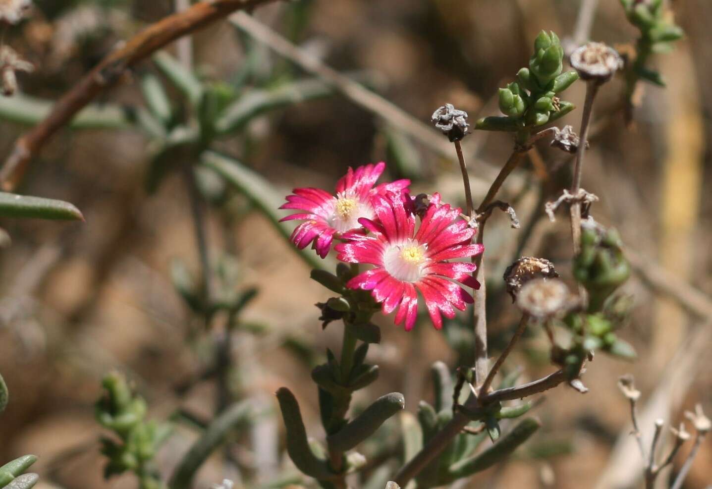 Image of Delosperma ornatulum N. E. Br. ex Stapf