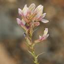 Image of Oxytropis aulieatensis Vved.