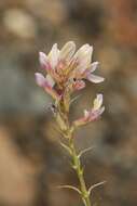 Image de Oxytropis aulieatensis Vved.