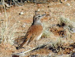 Image of Certhilauda subcoronata bradshawi (Sharpe 1904)