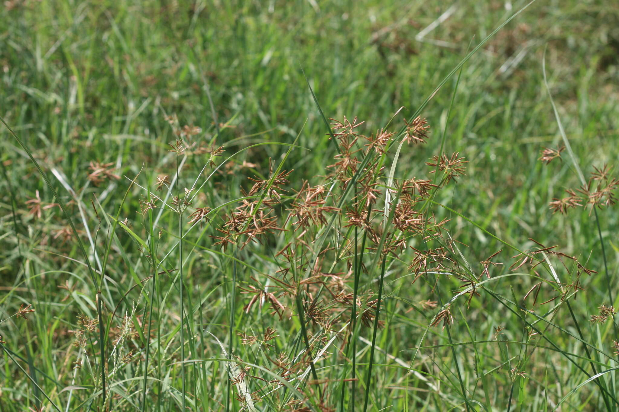 Imagem de Cyperus longus subsp. longus