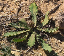 Image of False sowthistle