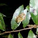 Image of Anamalozoatra Madagascar Frog