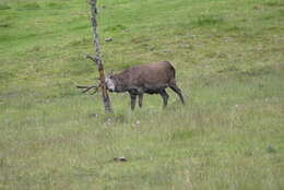 Image of Red Deer