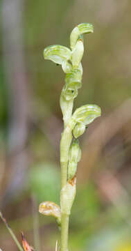 Image of Alpine swan greenhood