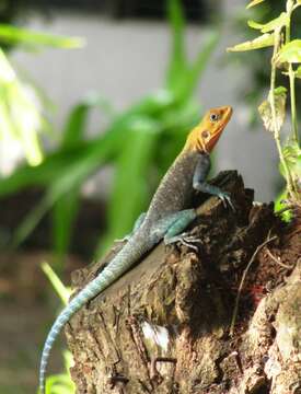 صورة Agama lionotus Boulenger 1896