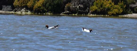 Image of Australian Red-necked Avocet