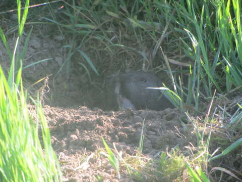 Image of Camas Pocket Gopher