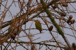 Image of Eurasian Siskin