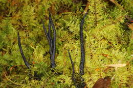 Image of Xylaria vasconica J. Fourn. & M. Stadler 2011