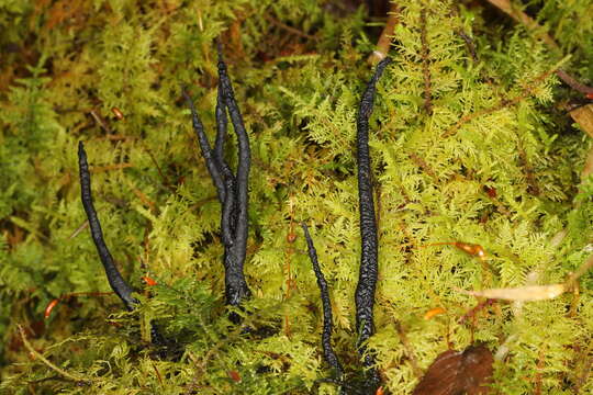 Imagem de Xylaria vasconica J. Fourn. & M. Stadler 2011